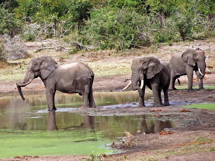 Keine Angst mehr vor den Menschen: Im Tembe Elephant Park ....