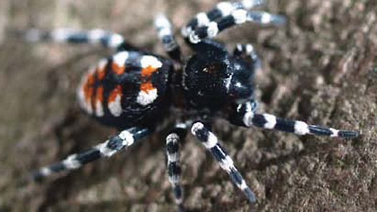 Die Röhrenspinne Loureedia annulipes ist nach dem Rockmusiker Lou Reed benannt.