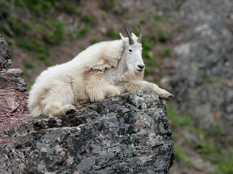... und eine Bergziege im Glacier-Nationalpark.