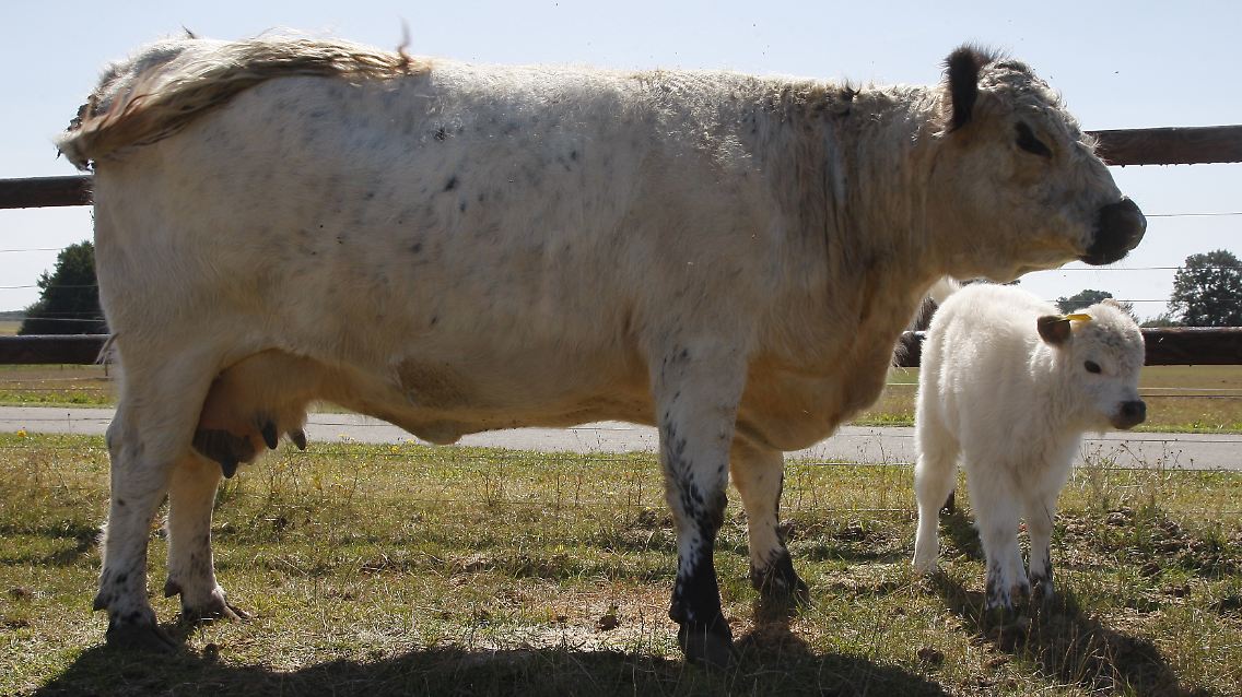 Eine Galloway-Kuh mit ihrem eine Woche altem Kalb.