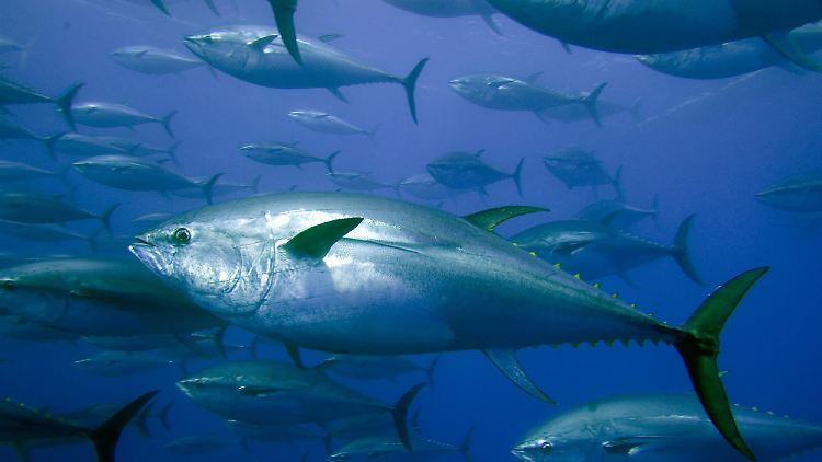 In Thunfischen vor der US-Küste sind radioaktive Stoffe nachgewiesen worden.