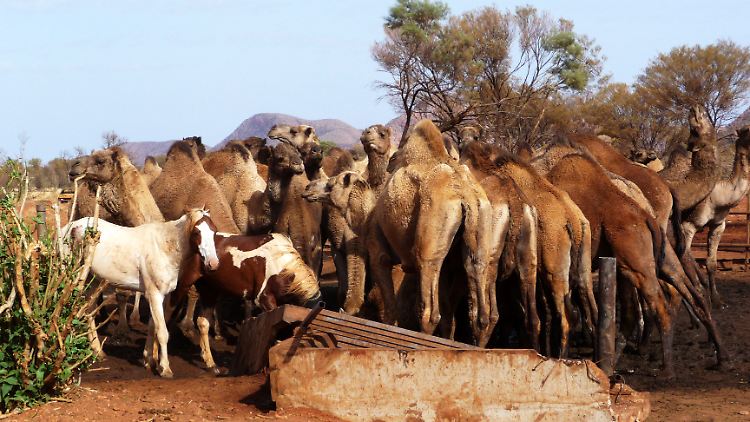 In Australien leben mehr als eine Million Kamele.