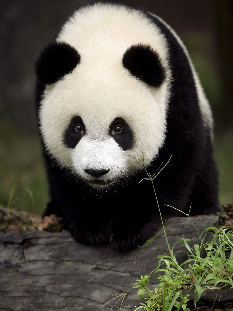 Ein jugendlicher Panda im chinesischen Forschungs- und Aufzuchtzentrum.