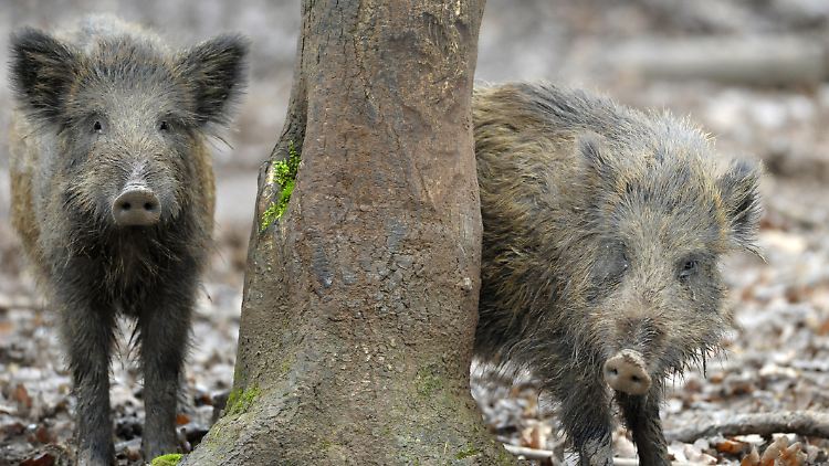 wildschwein.jpg