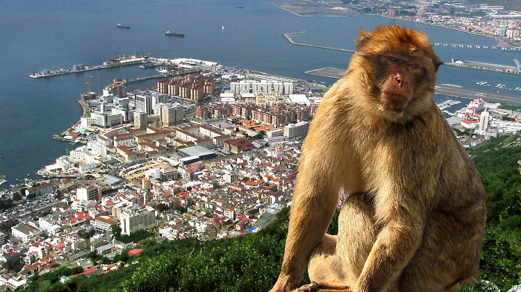 Der Legende nach bleibt Gibraltar so lange britisch, wie es dort Affen gibt. Diese wurden im 18. Jahrhundert aus Afrika importiert.