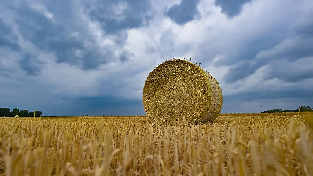 Der-Regen-kann-die-Getreideernte-bremsen-doch-Einbussen-sind-derzeit-nicht-befuerchten-sagt-Brandenburgs-Bauernpraesident-Wendorff