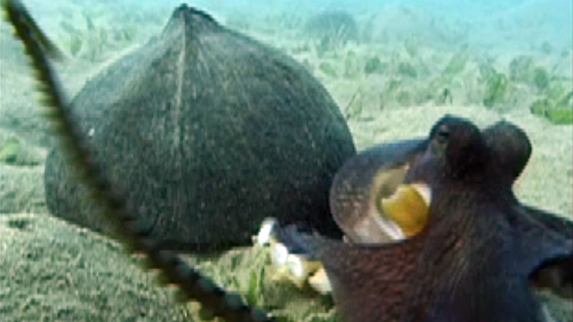 Ein Tintenfisch mit einer Kokosnussschale.