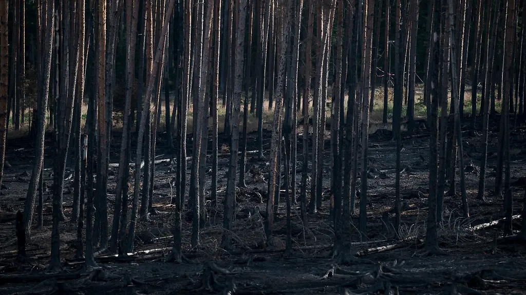 Anfang-Juli-brach-auf-der-Saalfelder-Hoehe-ein-grossflaechiger-Waldbrand-aus-Fast-zwei-Wochen-spaeter-gilt-das-Feuer-nun-als-geloescht