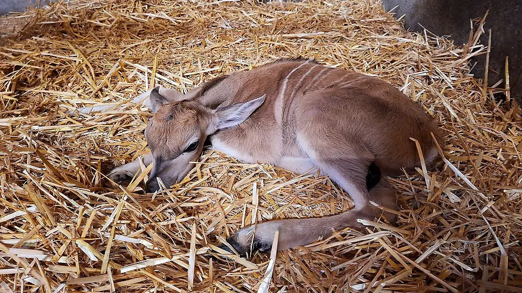Mit-der-Geburt-von-Elenantilopen-Jungtier-Nadia-beteiligt-sich-der-Tierpark-Hagenbeck-am-Schutz-einer-bedrohten-Tierart
