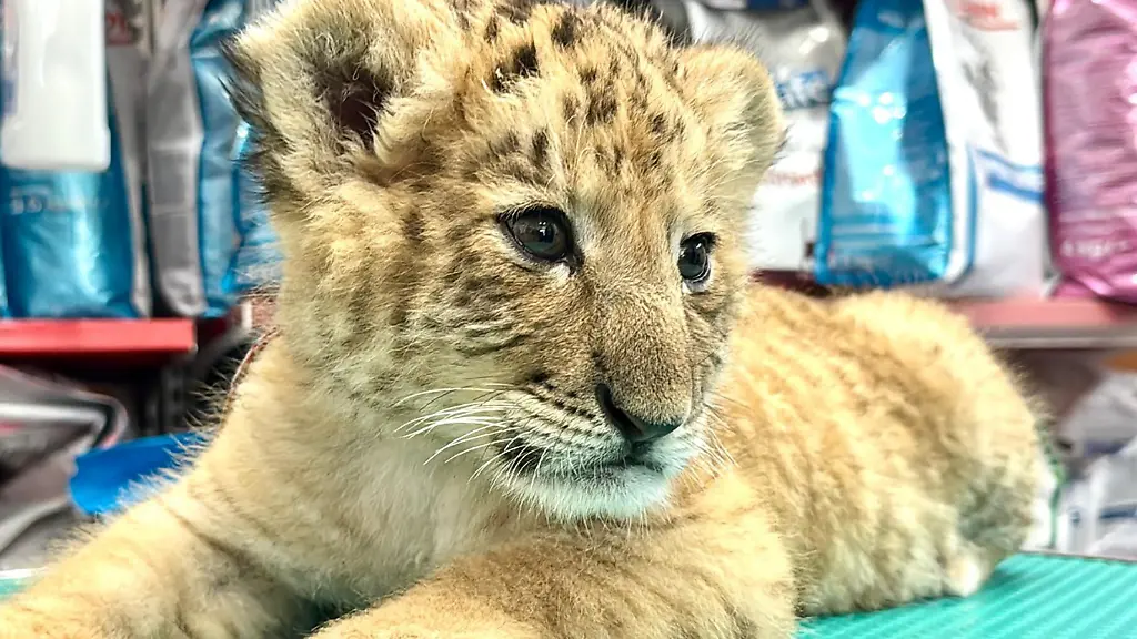 bc197acd91eeed6489b19c2d5c62ca91