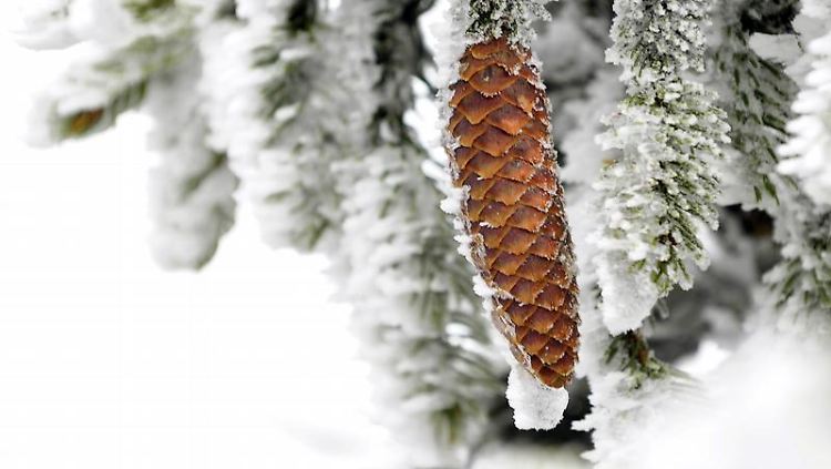 Ein Tannenzapfen ragt aus dem frischen Schnee auf dem Ochsenkopf.