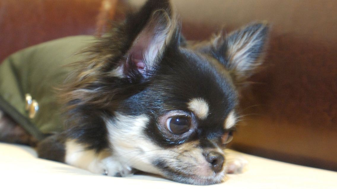 "Irgendwann hau' ich freiwillig ab ins Tierheim ..."