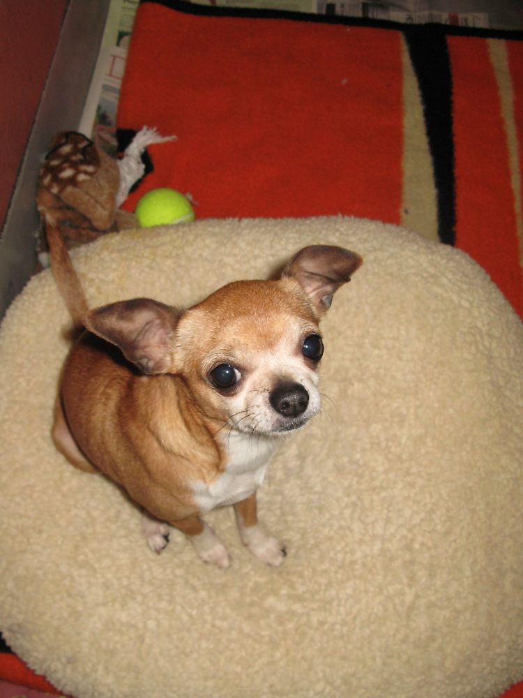 Sogar eine Chihuahua-"Luftbrücke" ist im Gespräch, um die Schoßhunde in andere US-Staaten zu bringen.