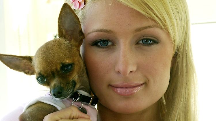 Lippgloss, Blume im Haar und einen Chihuahua auf dem Arm: Das Hündchen gehört bei vielen Promis zur Grundausstattung in Sachen Accessoires.