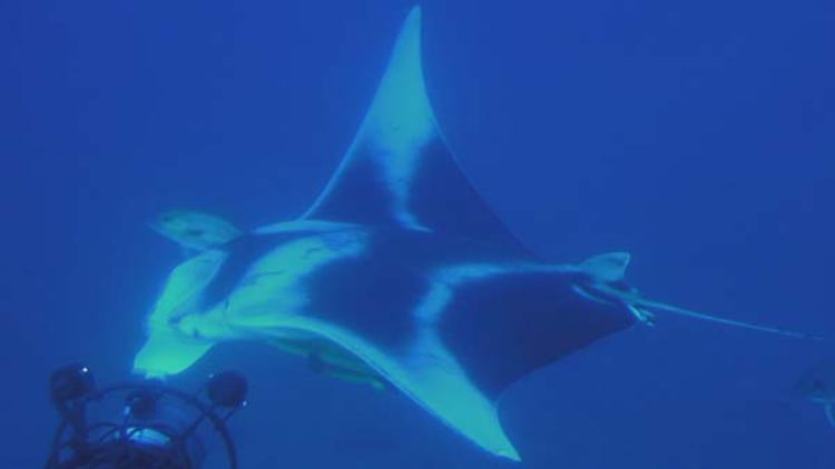 Riffmanta (Manta alfredi)