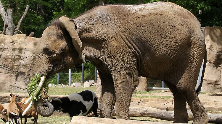 Die afrikanische Elefantendame Sara in ihrem Gehege im Rostocker Zoo.