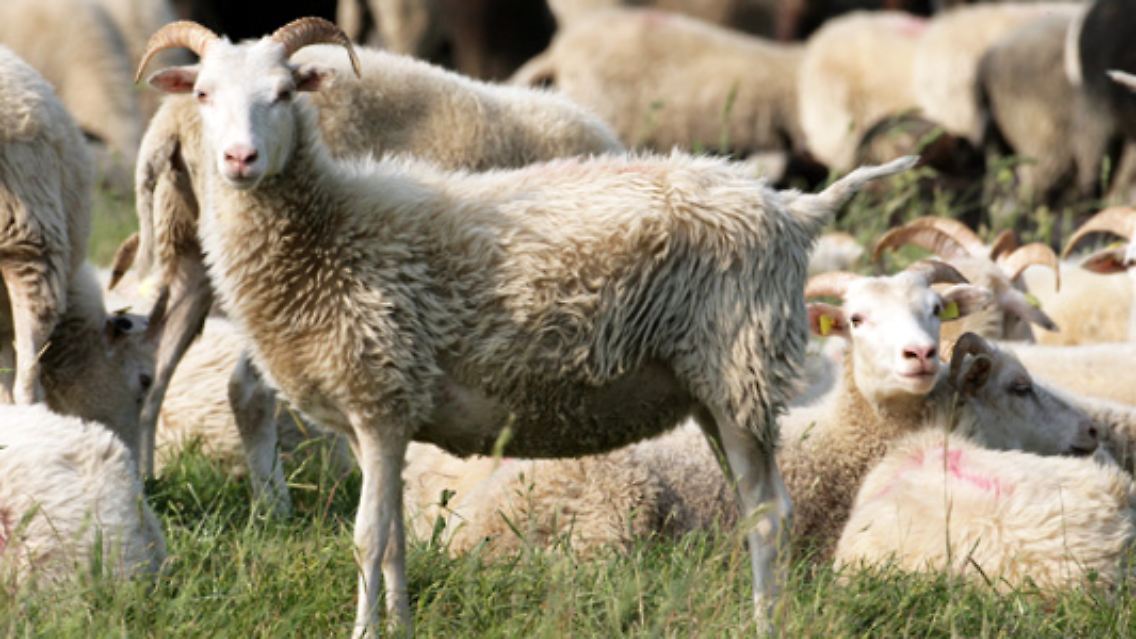 Schafe sind genügsame und robuste Tiere, ...