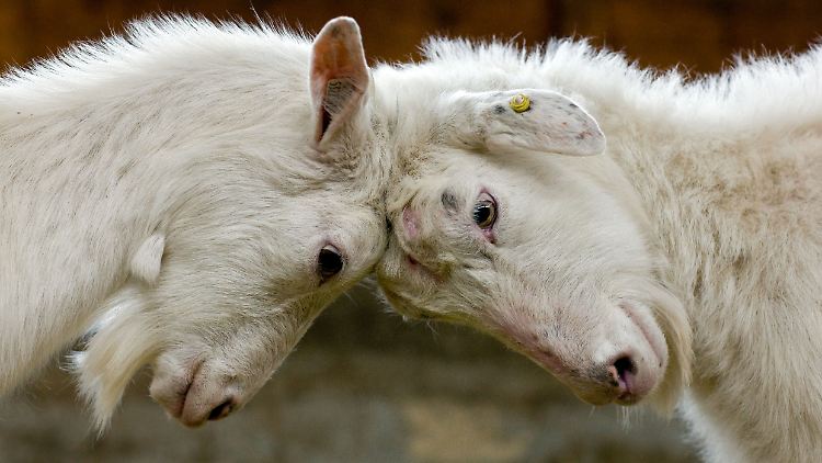 Im Jahr 2008 ist die Ziegengrippe in Deutschland bei 160 Tieren nachgewiesen worden, 2007 erkrankten 60 Tiere, 2005 waren es 109.