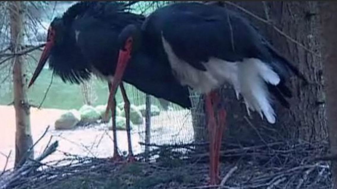 storch.JPG