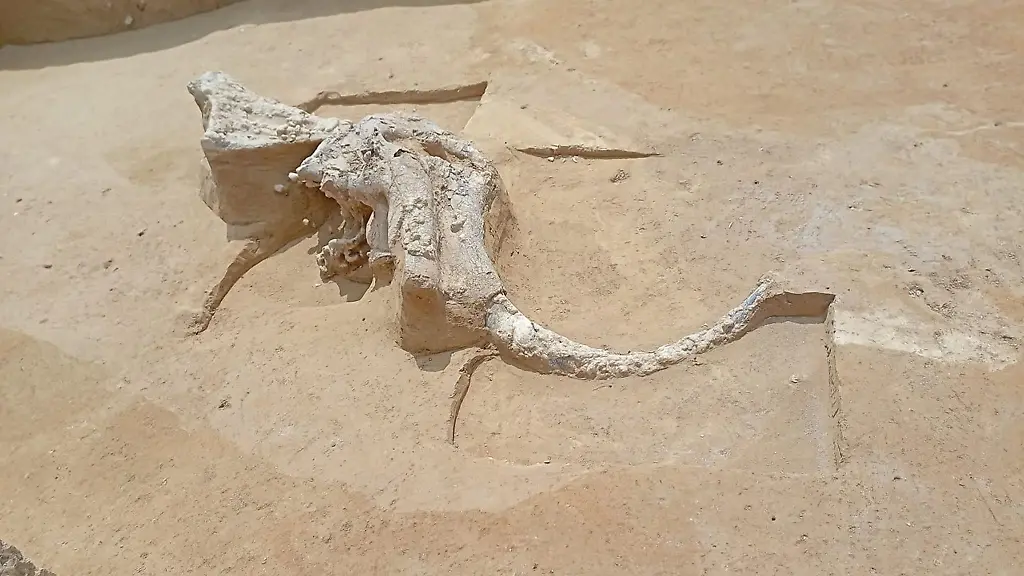 Die-weiteren-Mammutfunde-beim-Bau-der-Stromtrasse-Suedlink-lassen-Archaeologenherzen-hoeher-schlagen