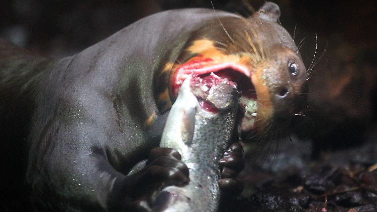 Riesenotter ernähren sich von Fisch.