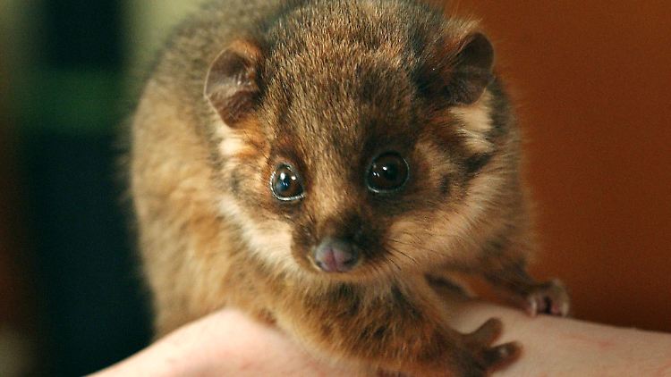 Ein Baby-Possum in Sydney.