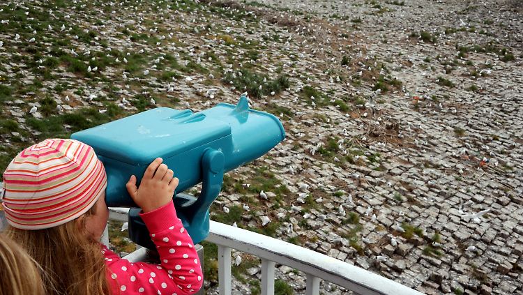 Ein Mädchen beobachtet in der Nähe des Eidersperrwerkes bei Tönning hier brütende Möwen und Küstenseeschwalben.