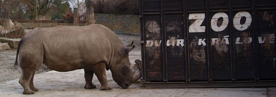 Ein Nördliches Breitmaulnashorn beschnuppert in seinem Gehege im tschechischen Zoo Dvur Kralove schon mal den Reisecontainer einen Reisecontainer.