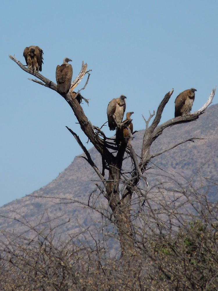 Geier auf einem toten Baum in Afrika.
