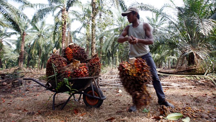 Ein Arbeiter auf einer Palmölplantage außerhalb von Kuala Lumpur.