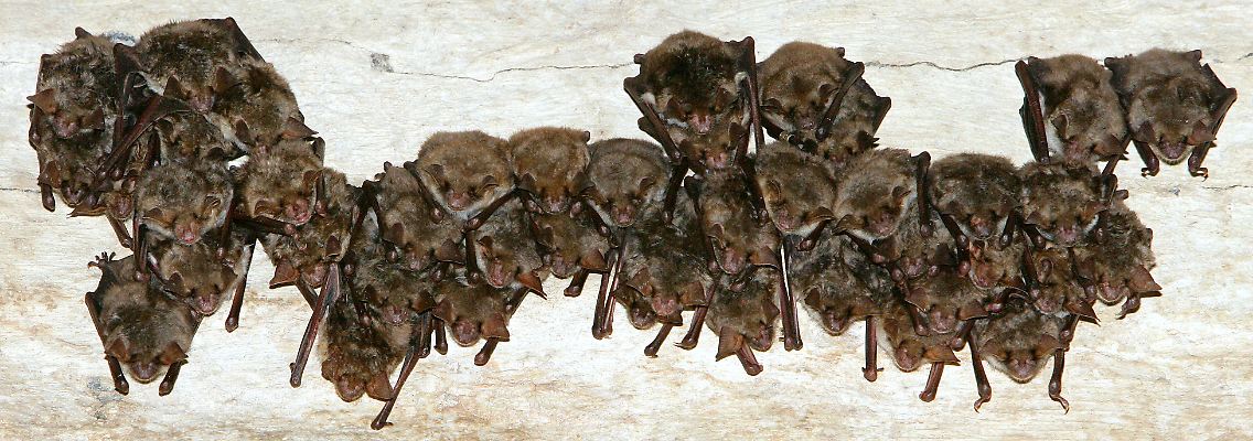 Die meisten der bekannten Fledermausarten hängen in der Ruhephase kopfüber von der Decke.