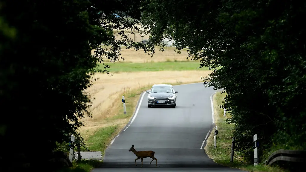 Von-Mitte-Juli-bis-Mitte-August-ueberqueren-Rehe-auch-tagsueber-die-Strassen-und-Wege