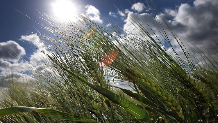 Der Ernteertrag der Gerstenpflanzen kann zum Beispiel durch die Blattfleckenkrankheit sehr gemindert werden.
