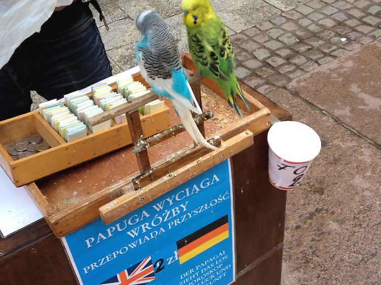 Zwei Wahrsager, zwei Zloty. Der Preissprung zur EM ist gerechtfertigt, auch wenn sich die Sittiche gar nicht für Sport interessieren.