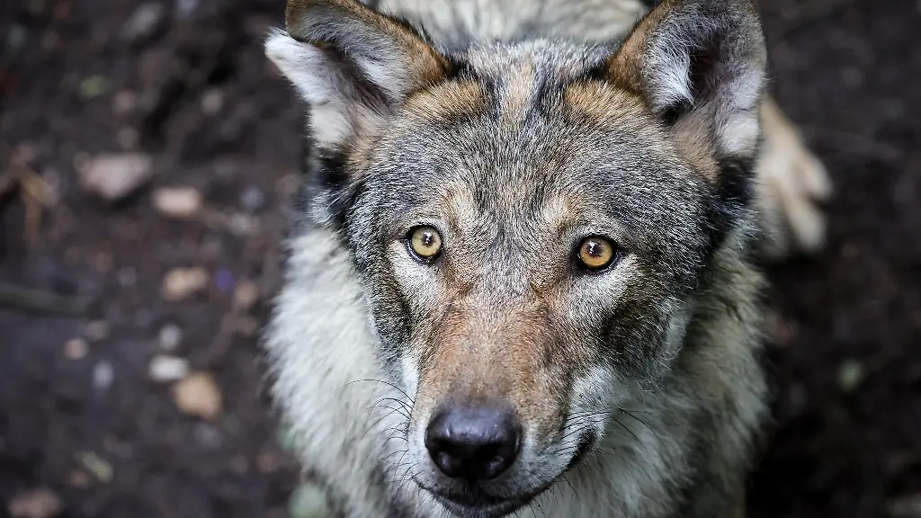 In-Sachsen-gibt-es-laut-vorlaeufigem-Wolfsmonitoring-fuer-das-Jahr-2024-25-nun-41-bestaetigte-Wolfsterritorien