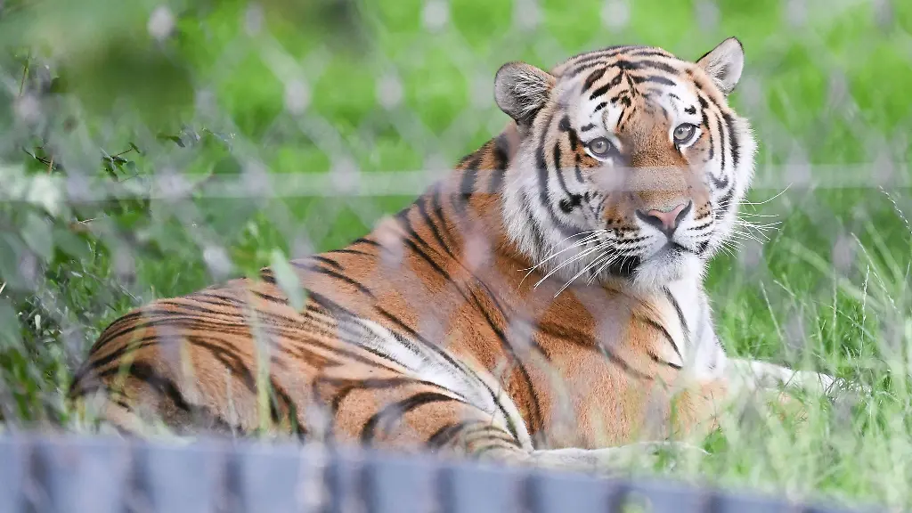 Noch-liegt-der-Tiger-alleine-im-Gras