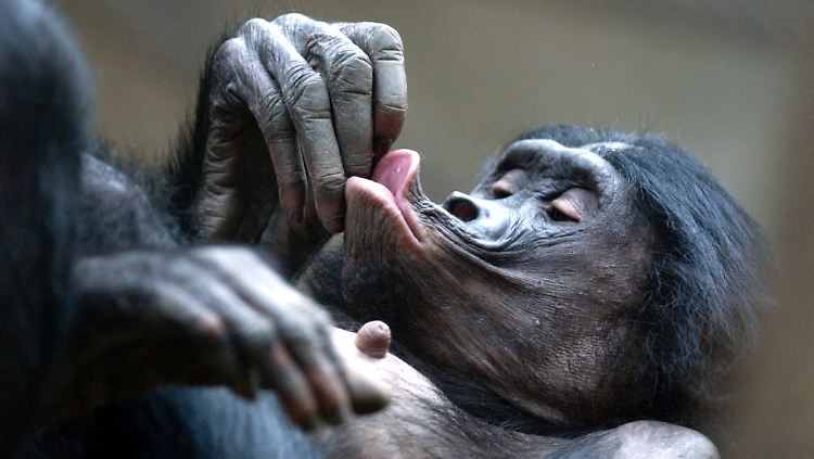 Bonobo sind den Menschen ziemlich ähnlich.