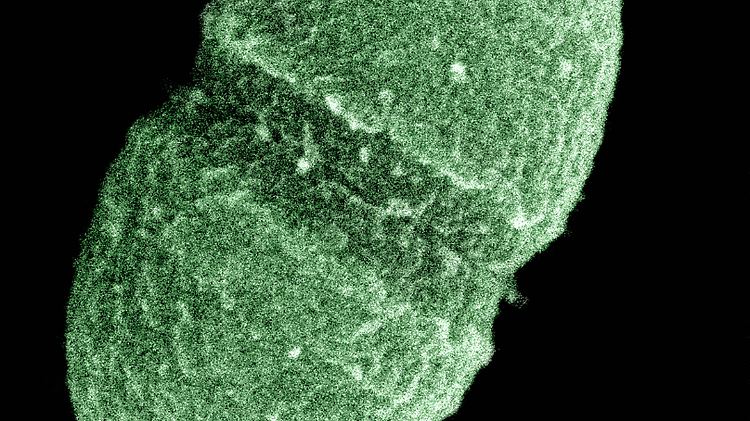 Ein Bakterium namens Enterococcus faecalis lebt im Darm des Menschen.