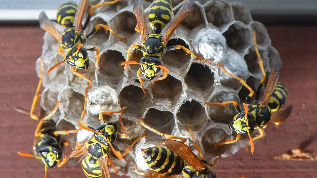 Das-waren-bestimmt-grosse-Schmerzen-Mehrere-Kinder-werden-teils-mehrfach-von-den-Wespen-gestochen