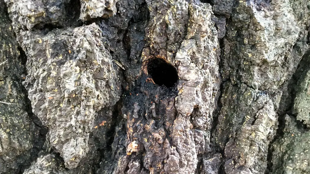 Baeume-mit-Bohrloechern-werden-in-Hessen-oefter-gefunden