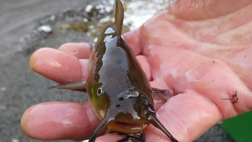 Ueberlebenskuenstler-der-Amerikanische-Katzenwels
