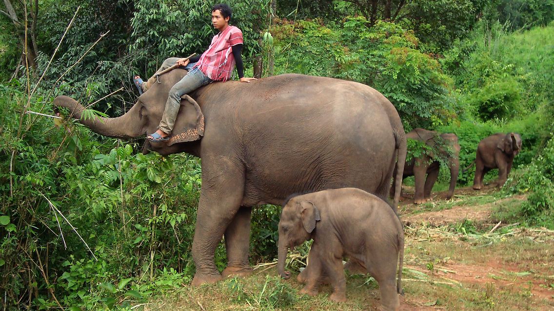 Junger Karen beim Dorf Mae Sapok, am Rande des "Doi Inthanon"-Nationalparks, im Nordwesten von Thailand.