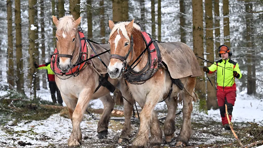 In-diesem-Winter-waren-Rueckepferde-im-Thueringer-Wald-noch-bei-Forstarbeiten-im-Einsatz