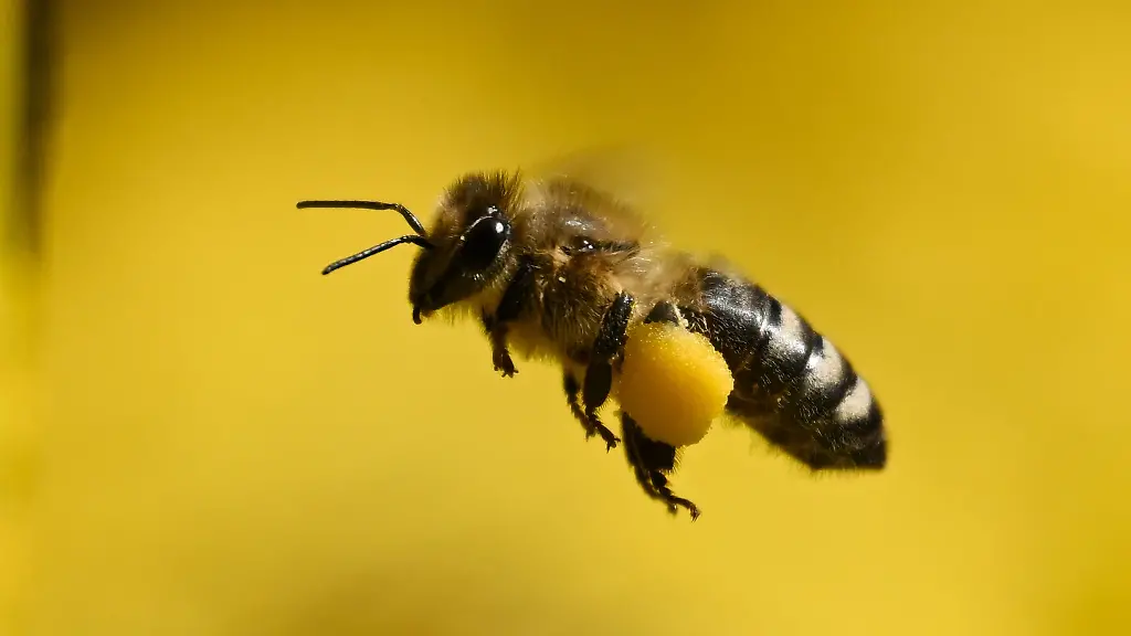 Honigbienen-waren-dieses-Jahr-besonders-fleissig