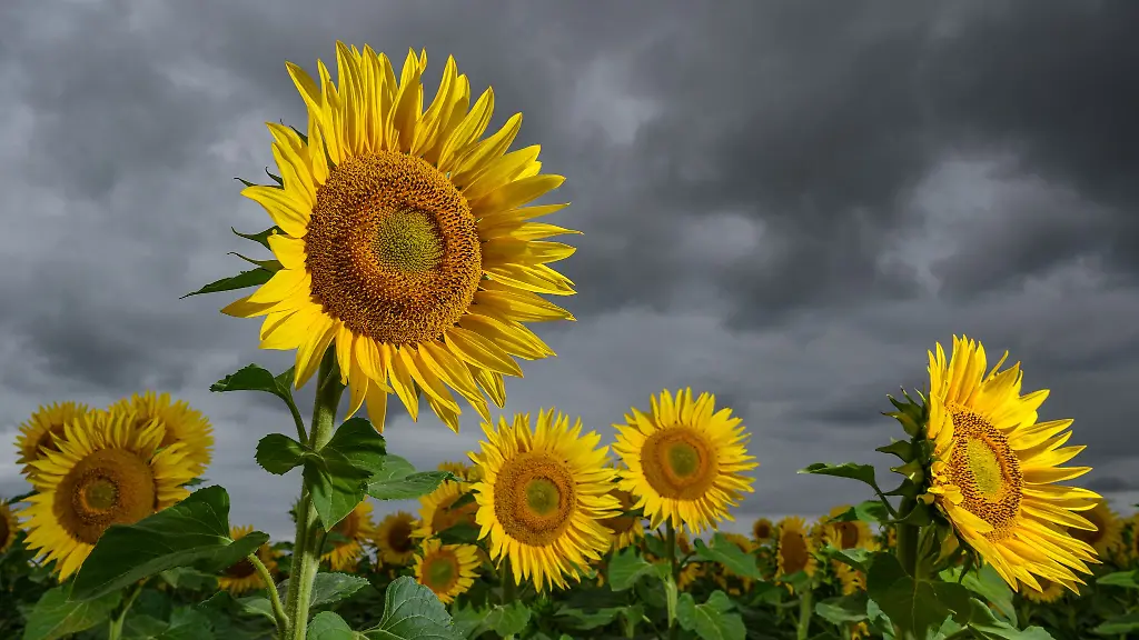 Das-Wetter-bleibt-wechselhaft-in-Sachsen-Symbolbild