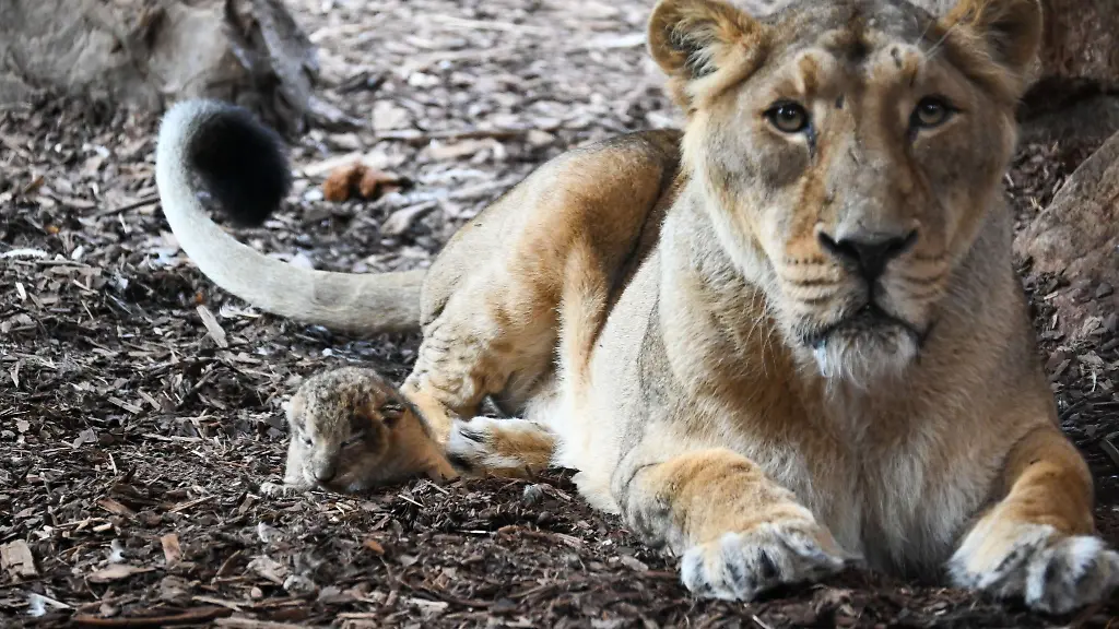 Das-Geschlecht-des-Nachwuchses-kann-laut-Zoo-noch-nicht-festgelegt-werden