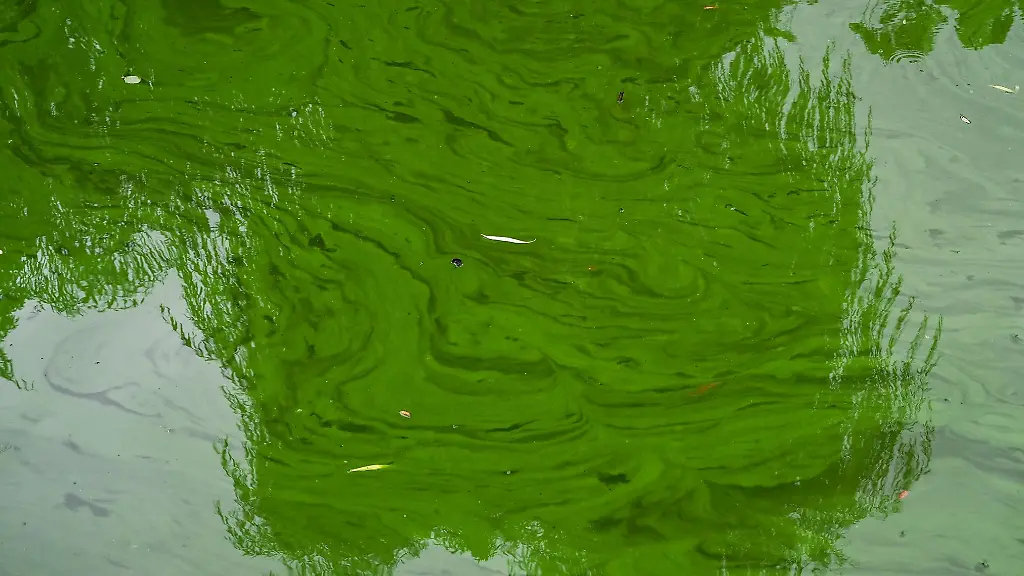 In-der-Aartalsperre-sind-die-sogenannten-Cyanobakterien-der-Blaualge-nachgewiesen-worden