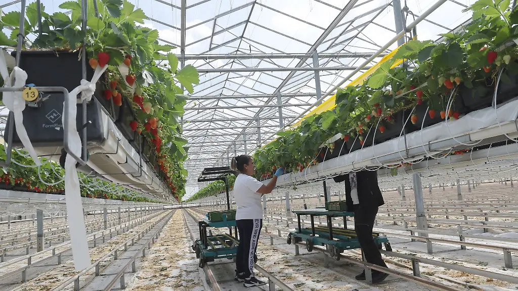 Der-Erdbeeranbau-in-Gewaechshaeusern-und-in-Folientunneln-nimmt-zu