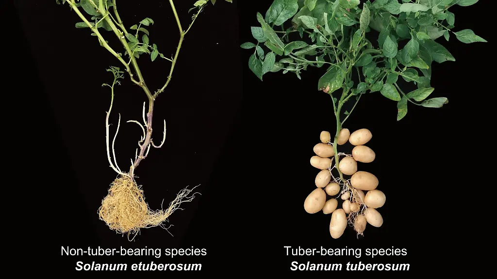 Phenotype-ETB-Potato-Credit-Yuxin-Jia-and-Pei-Wang