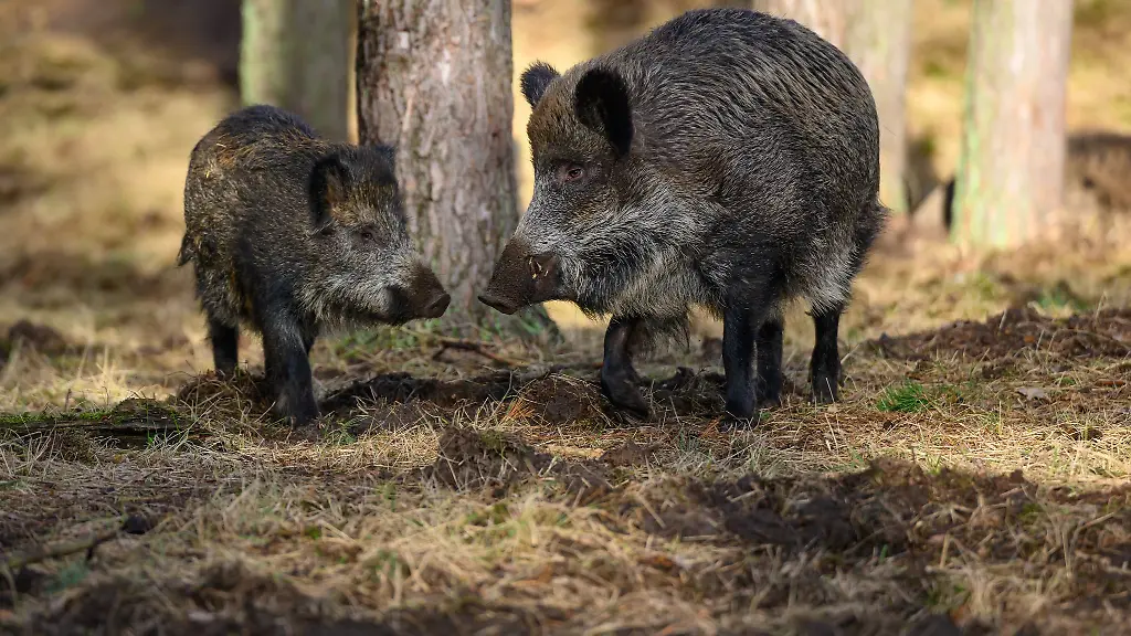 Wildschweine-im-Warburgkreis-mit-Tuberkulose-infiziert-Symbolbild